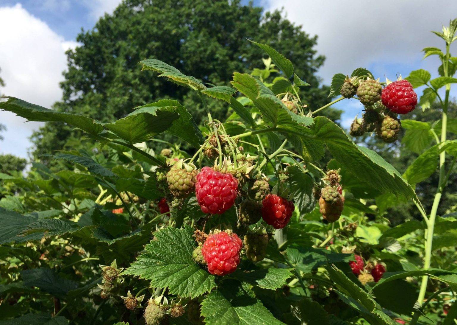 Summer – Stanleys Farm Shop